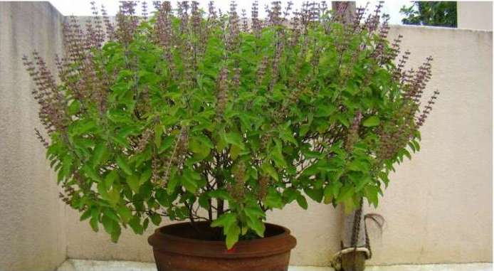 తులసి చెట్టుని మనం ఇంట్లో ఎందుకు పూజిస్తాము?